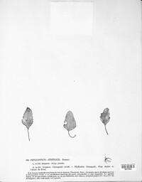 Stagonospora atriplicis image